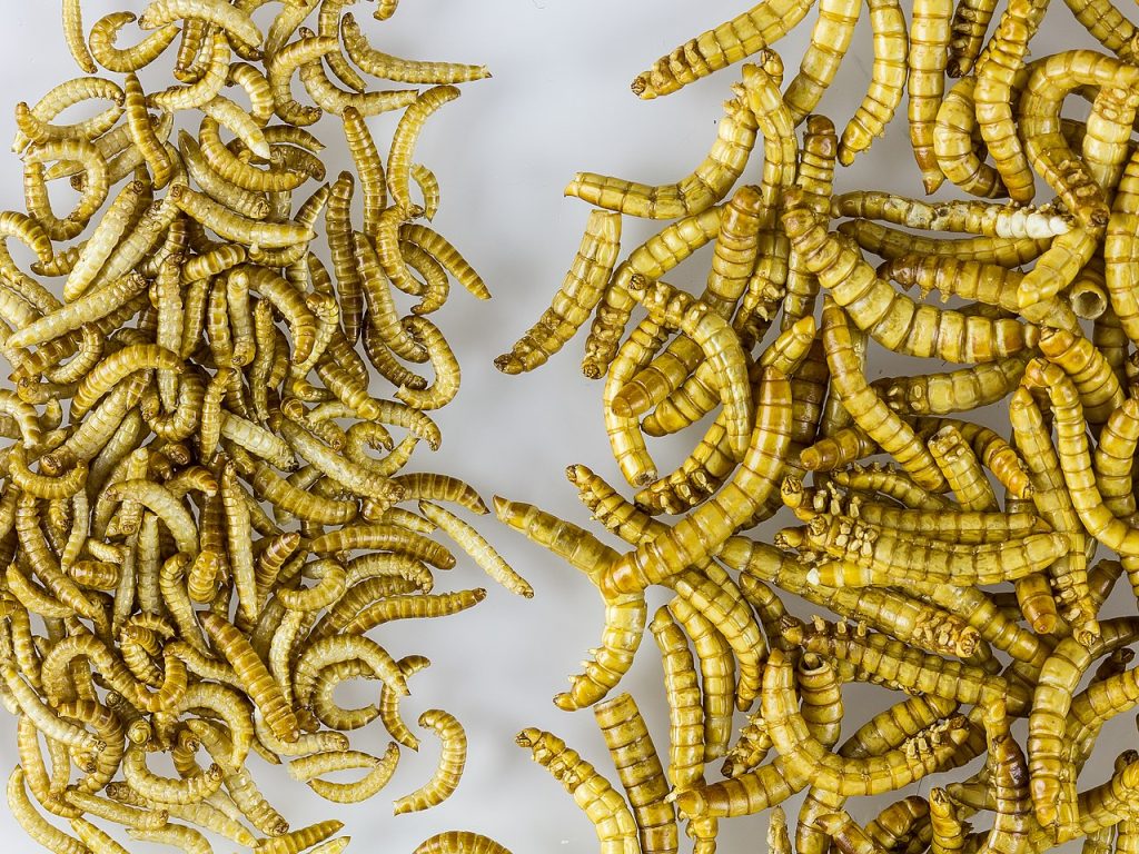 Dried mealworm and buffaloworm, insect protein, insect feed