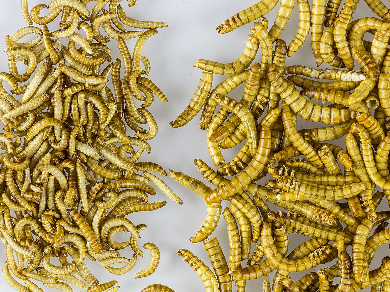 Dried mealworm and buffaloworm, insect protein, insect feed