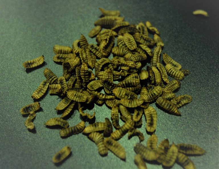 Pile of black soldier fly larvae