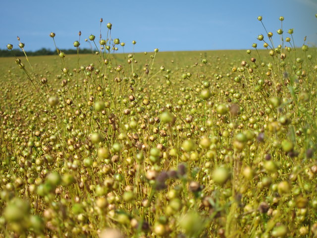 Field of false flax (Camelina sativa)