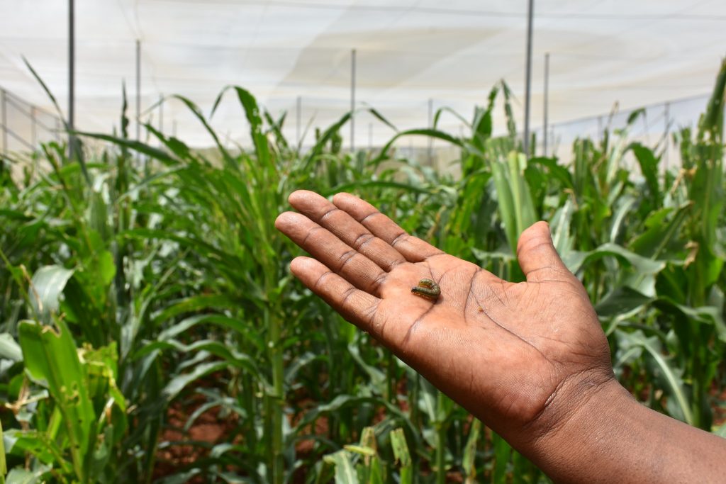 Hand holding fall armyworm caterpillar in front of maize crop