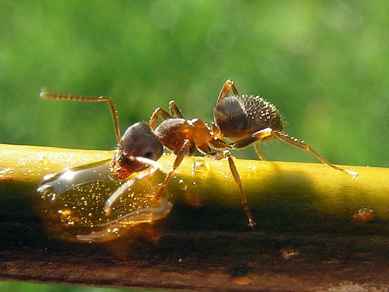 Lasius Niger (Black garden ant) eating sugar solution droplet