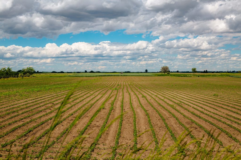 European arable farm field, looking to horizon