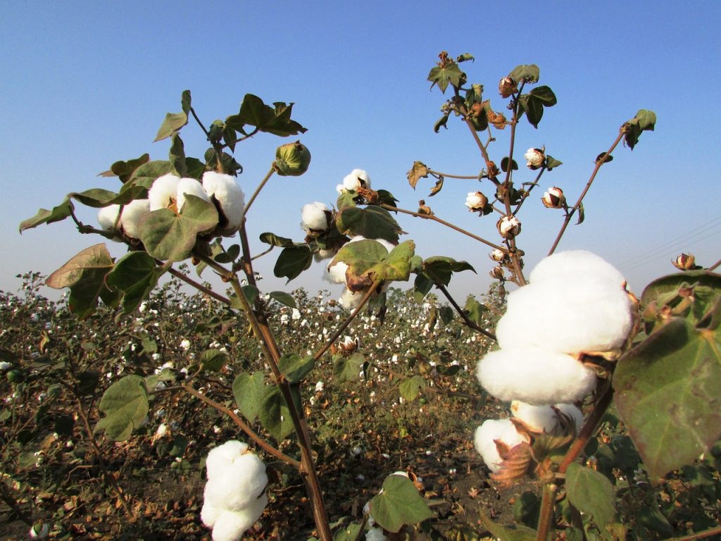cotton crop, cotton tree, plant