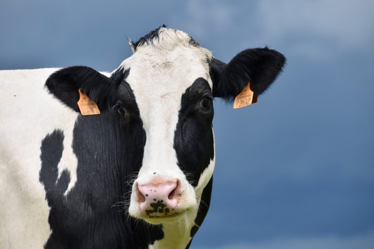 holstein cow