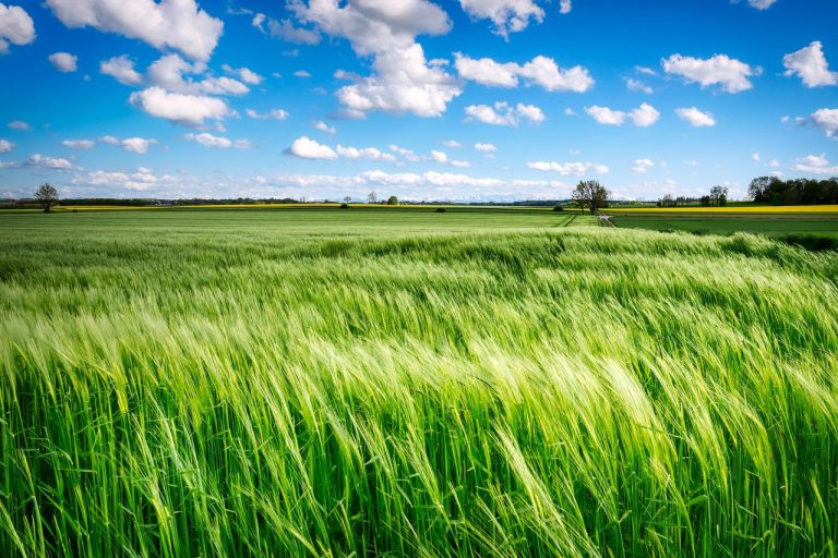 field, grass, rural