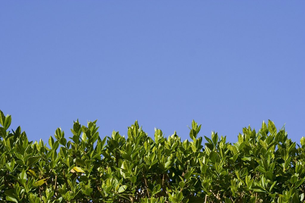 hedge, tiny, leaf