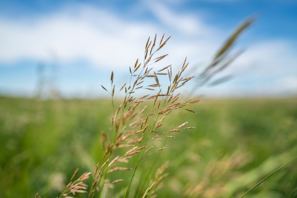 Close up of flowering head of cover crop in farm field