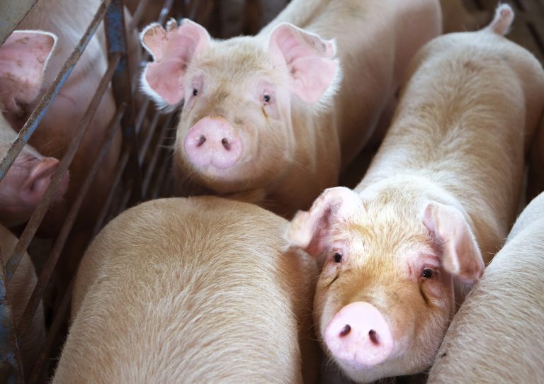 Young pigs on farm