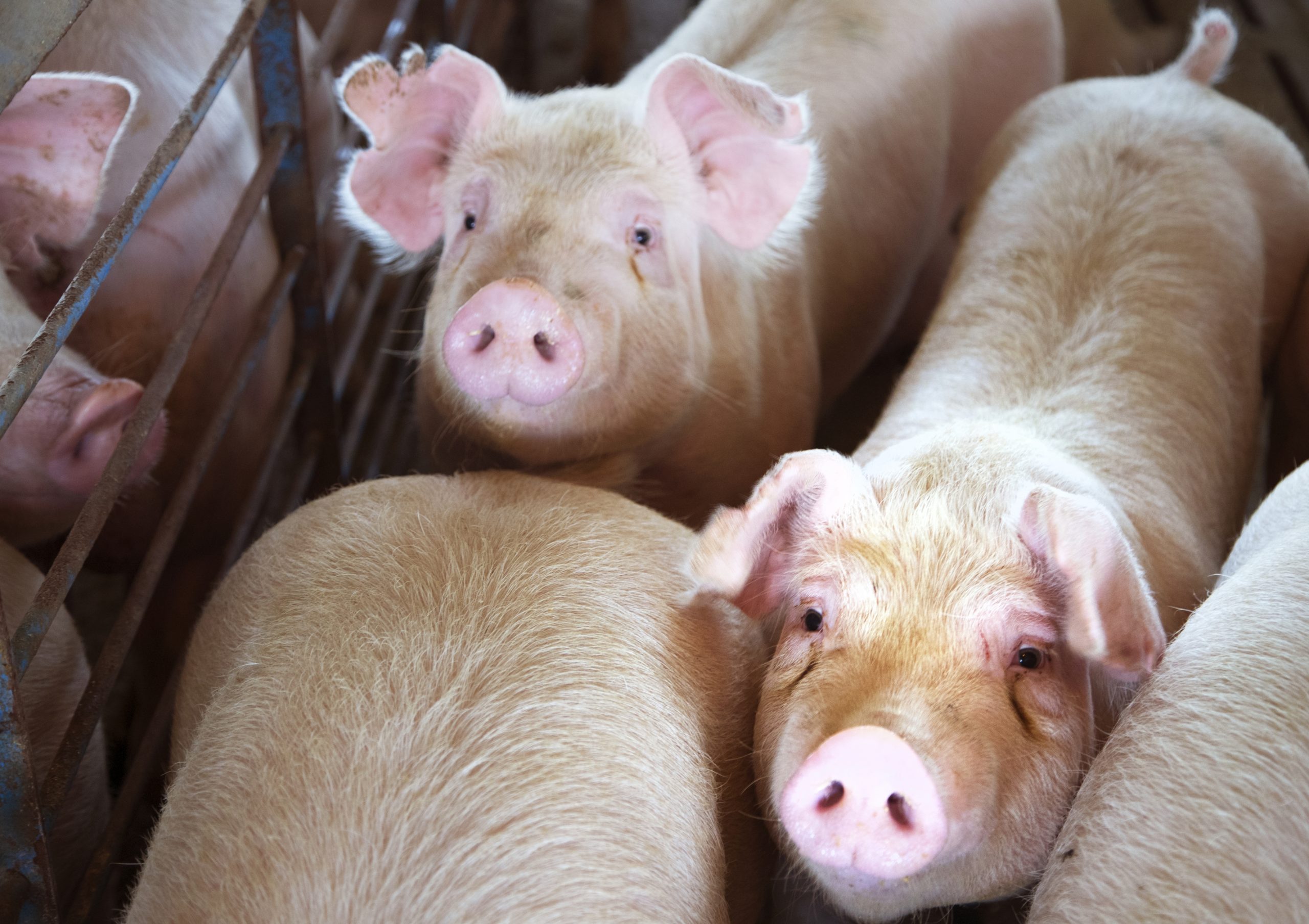 Young pigs on farm
