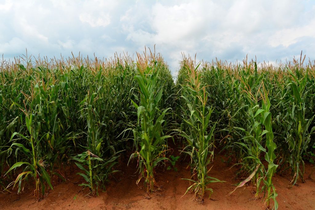 maize, corn, field