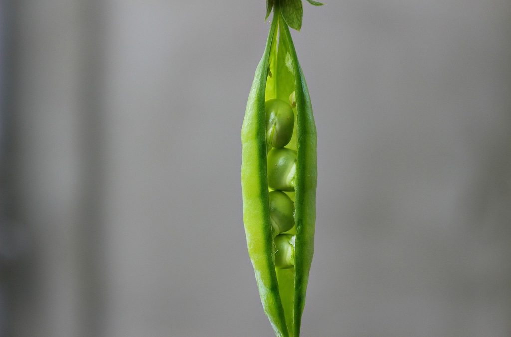 pea, pod, green