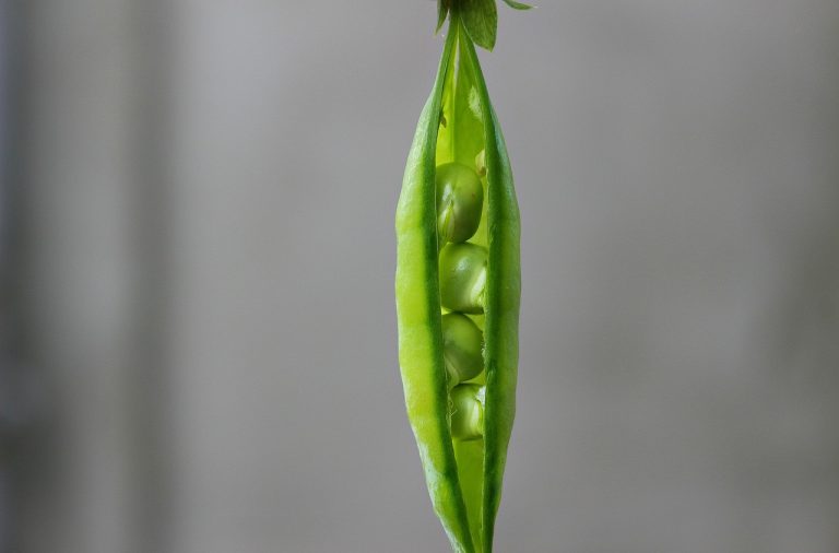 pea, pod, green