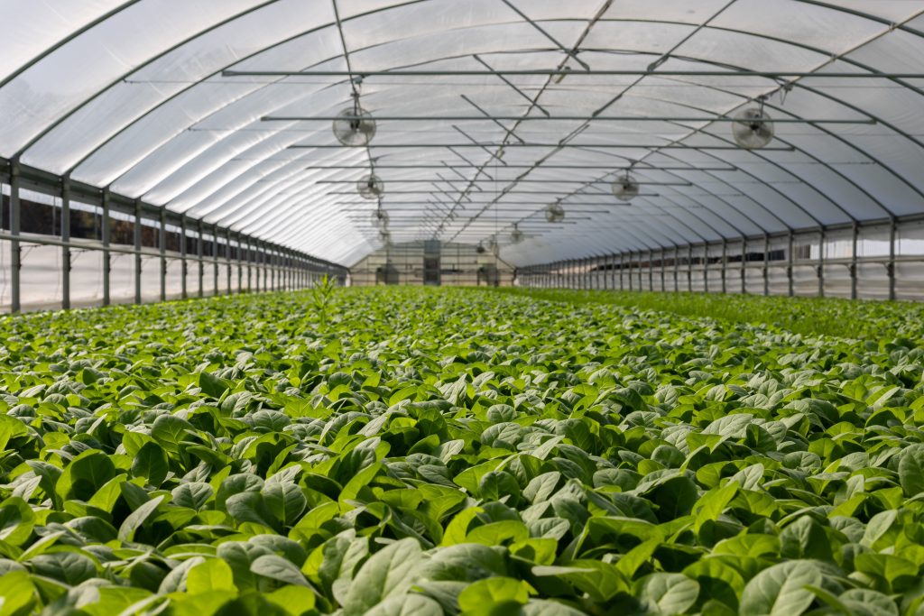 Polytunnel filled with crops