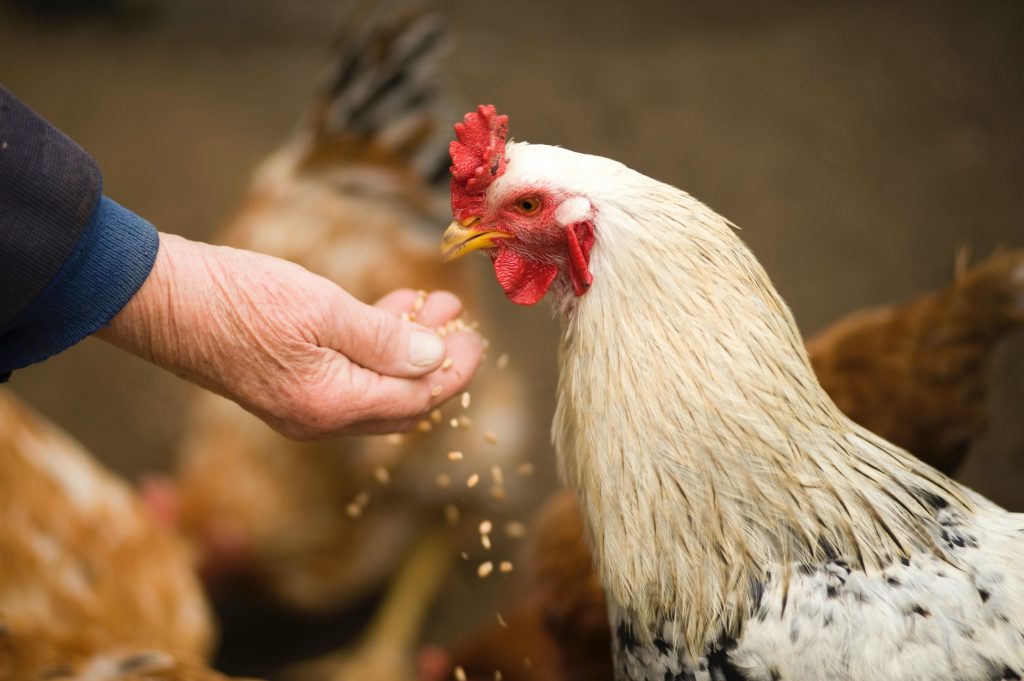 Chicken being fed from hand, with some grains dropping