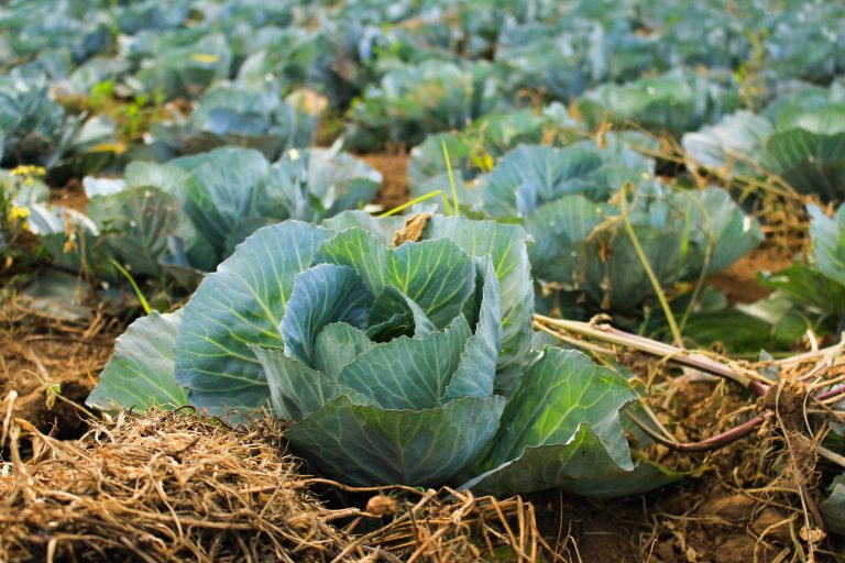 Cabbages in strips in a farm field