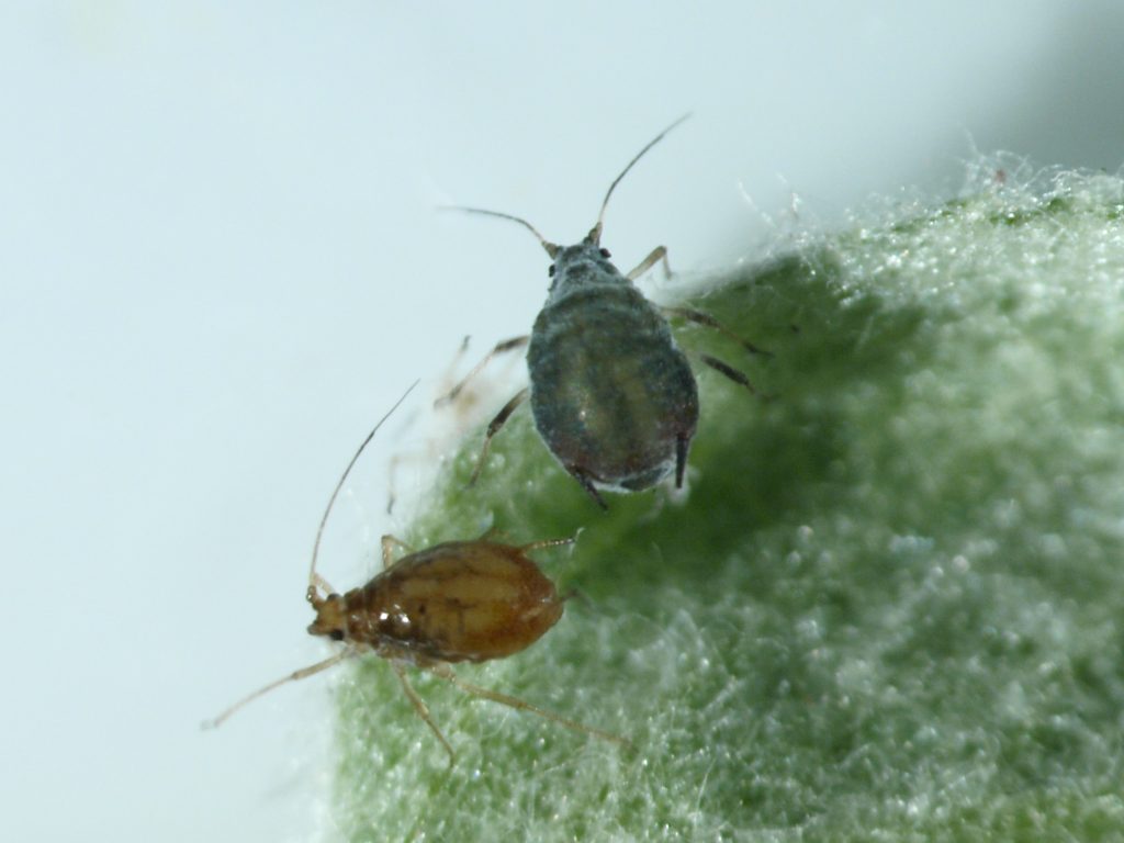 Rosy apple aphid, insect, pest