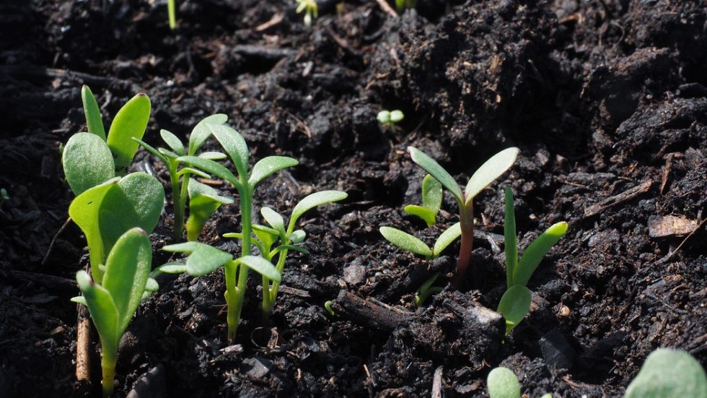 Plant shoots in farm soil