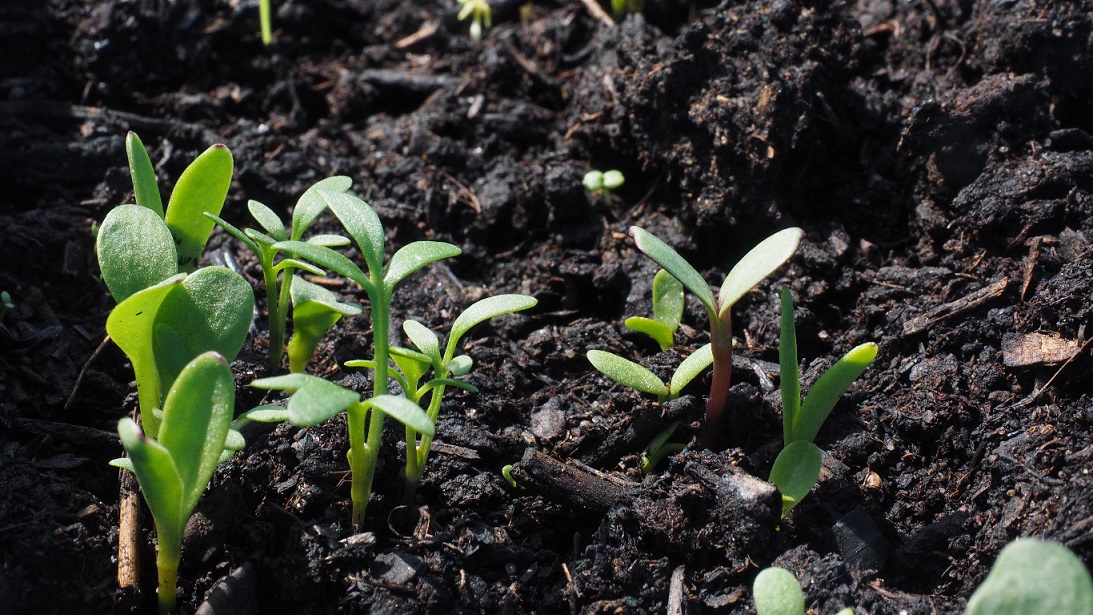 Plant shoots in farm soil
