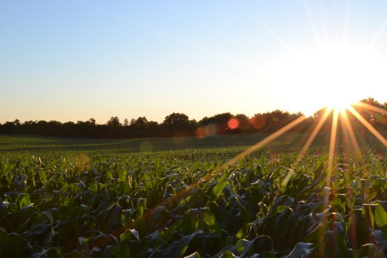 Sun on horizon in agriculture scene