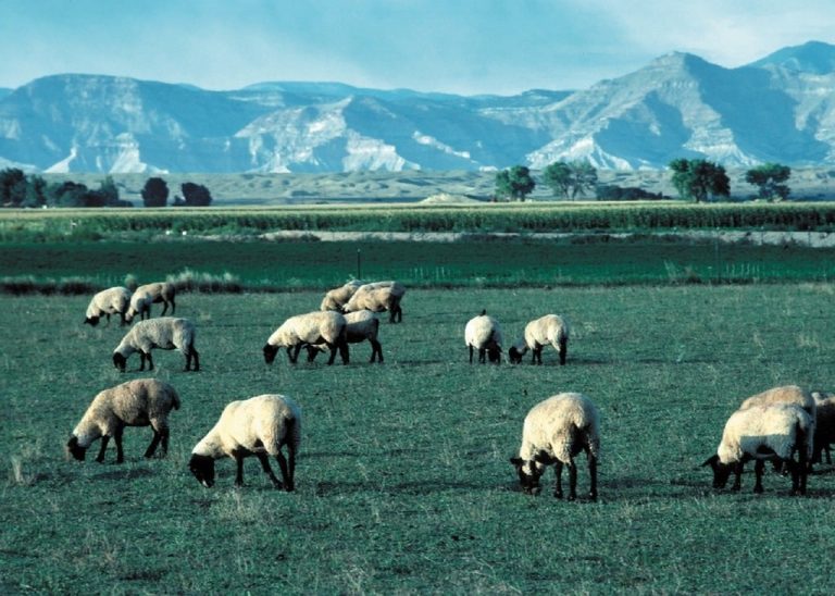 Landscape with flock of sheep