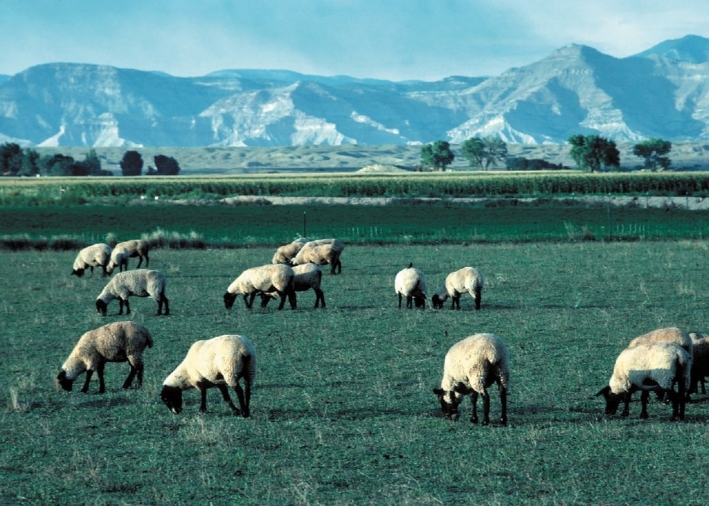 Landscape with flock of sheep