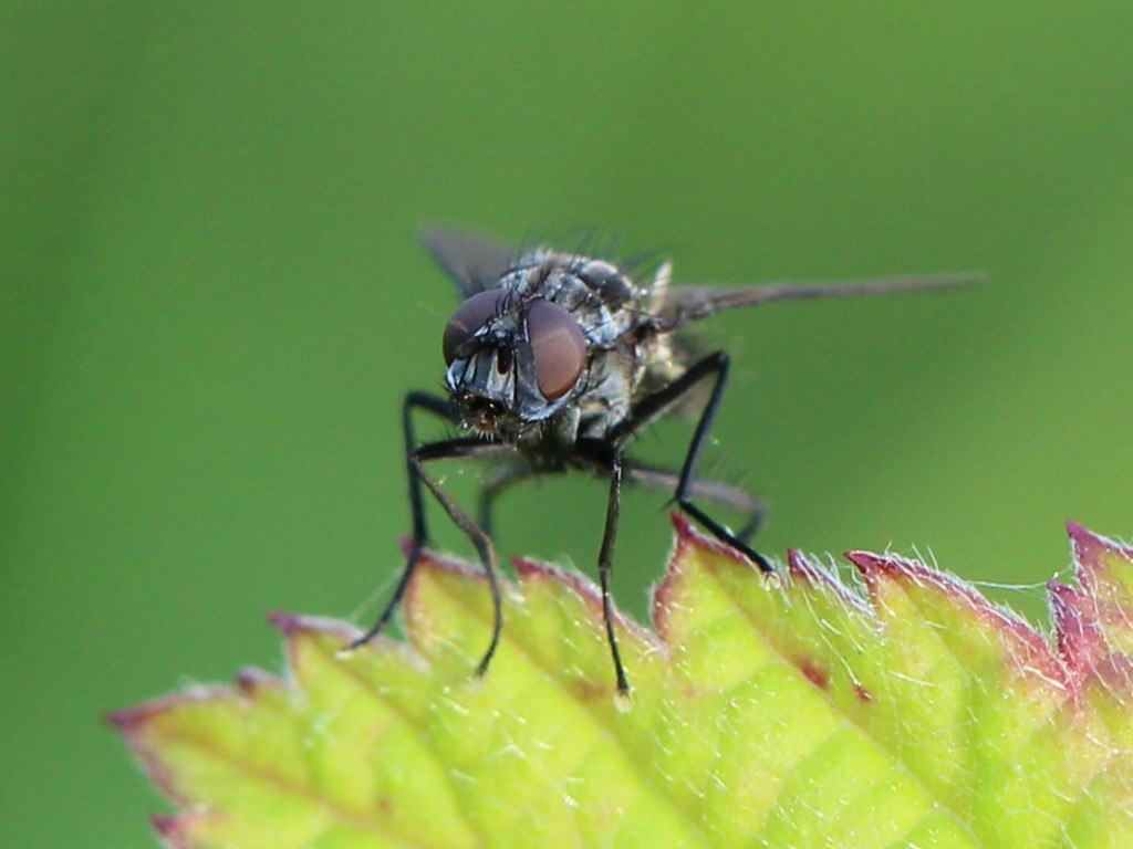 Cabbage root fly, Delia radicum, on leaf