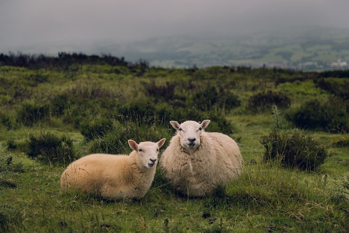 Sheep on moors