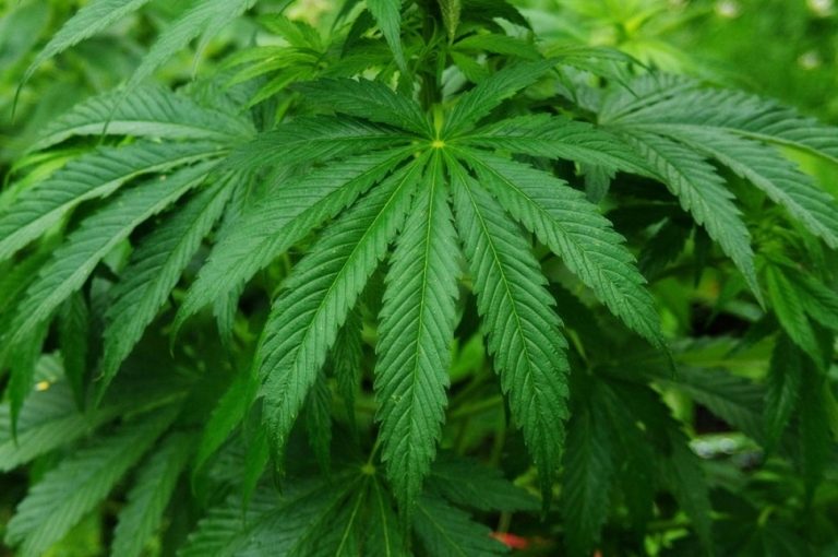 Cannabis sativa, hemp