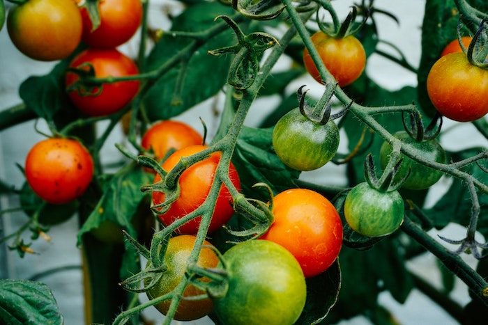 Red and green tomatoes on a vine