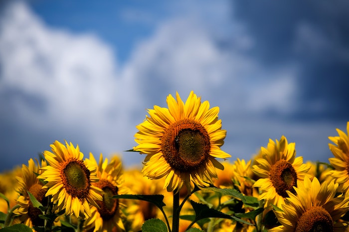 Sunflowers in field