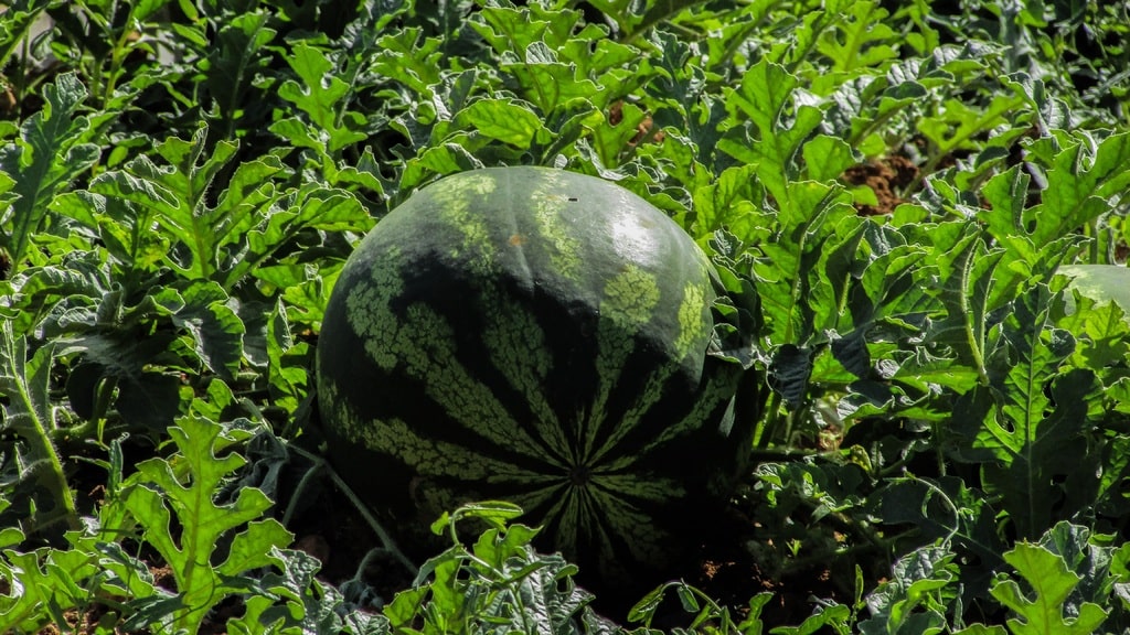 Watermelon patch