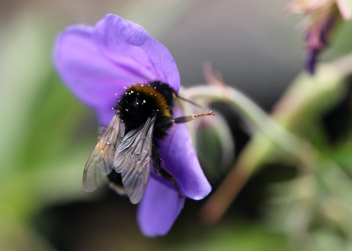 Bee pollinating flower