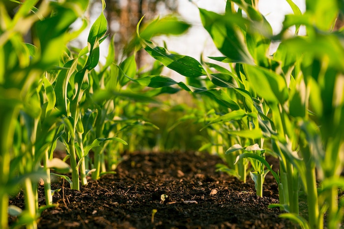 Young corn plants