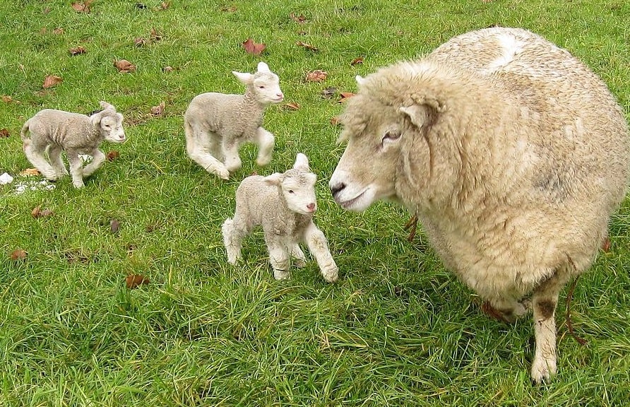 Romney sheep breed and lambs