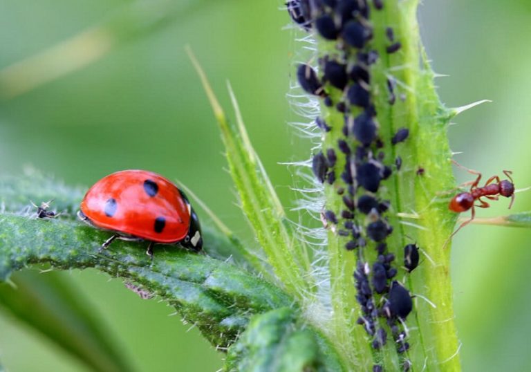 Aphid infestation on plant with ladybird and ant
