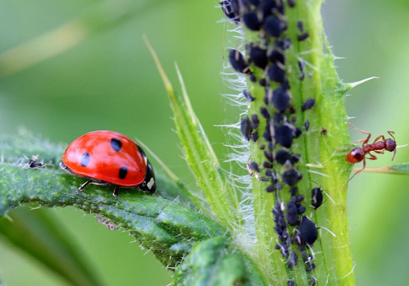 Aphid infestation on plant with ladybird and ant