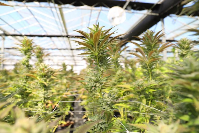 Industrial hemp (Cannabis sativa) cultivation