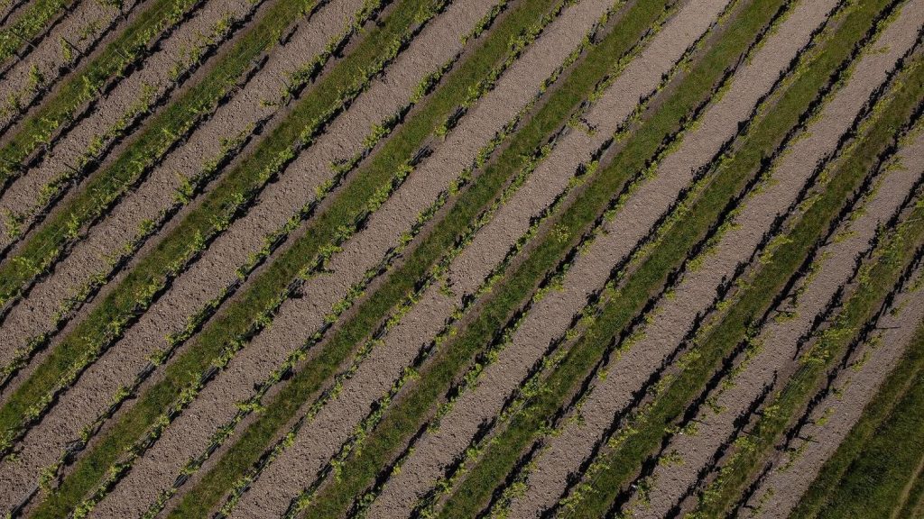 Farm field in rows from above
