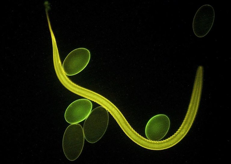 Nematode and eggs