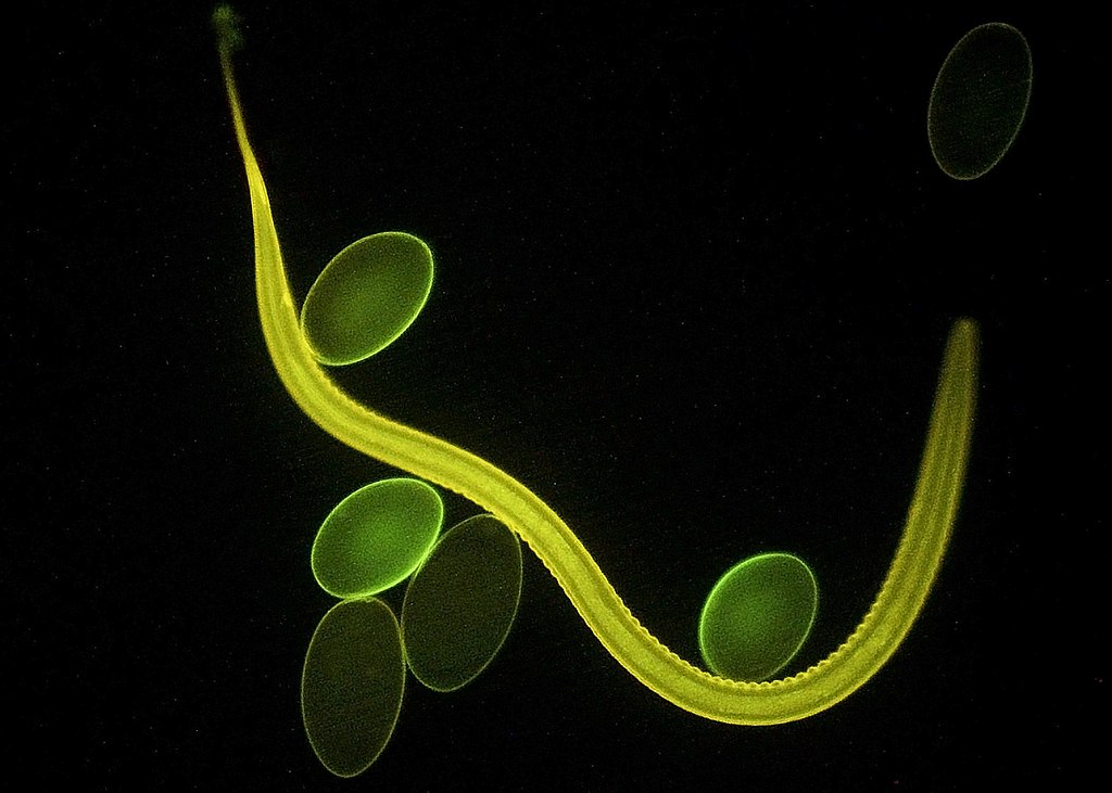Nematode and eggs