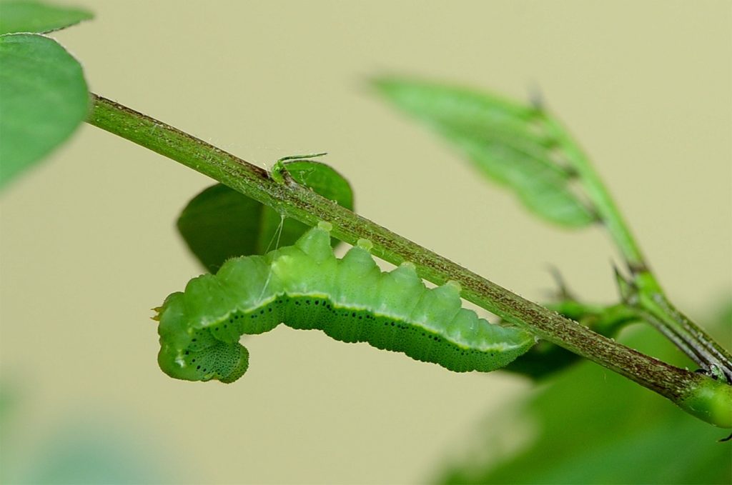 Green caterpillar on plant stem