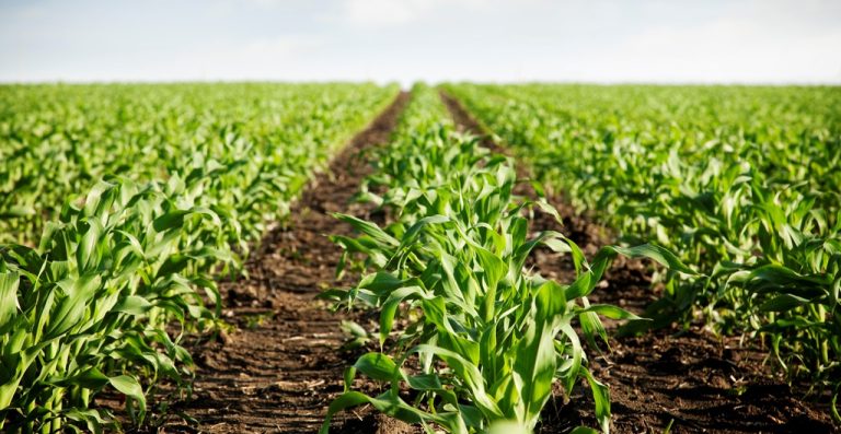 Field with bare soil and crop rows
