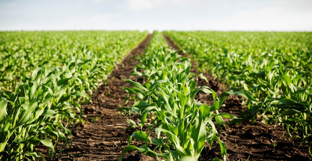 Field with bare soil and crop rows