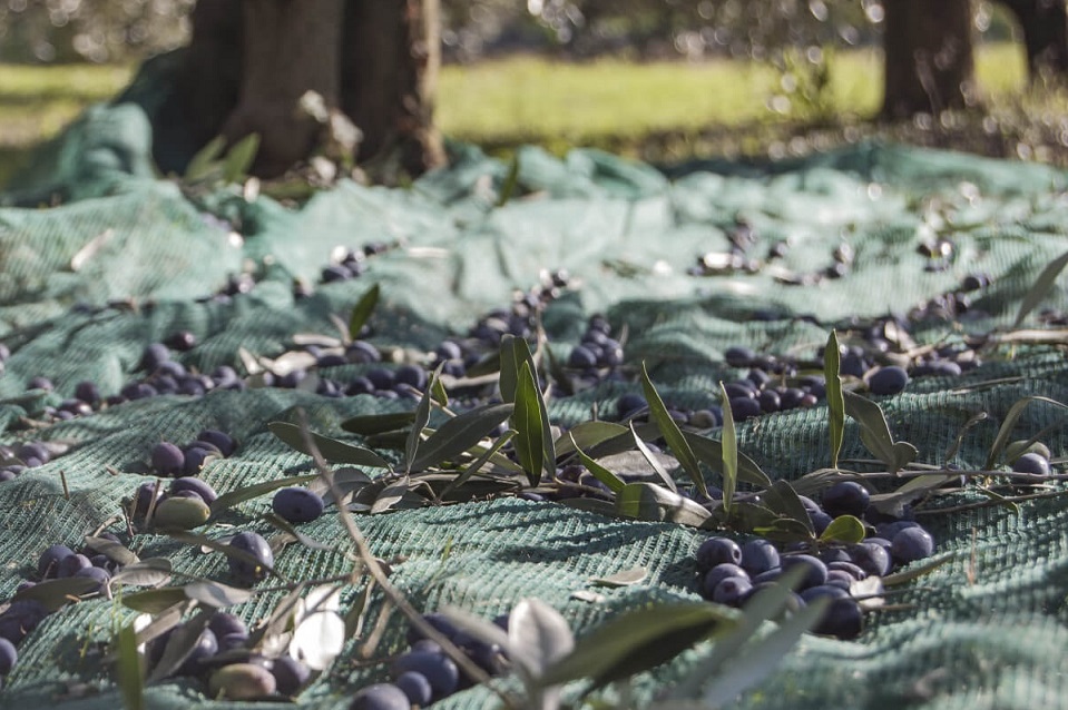 Olive harvest, olives on ground