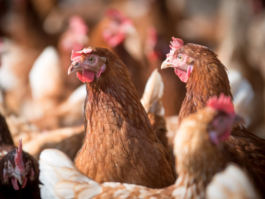 Chickens in poultry house