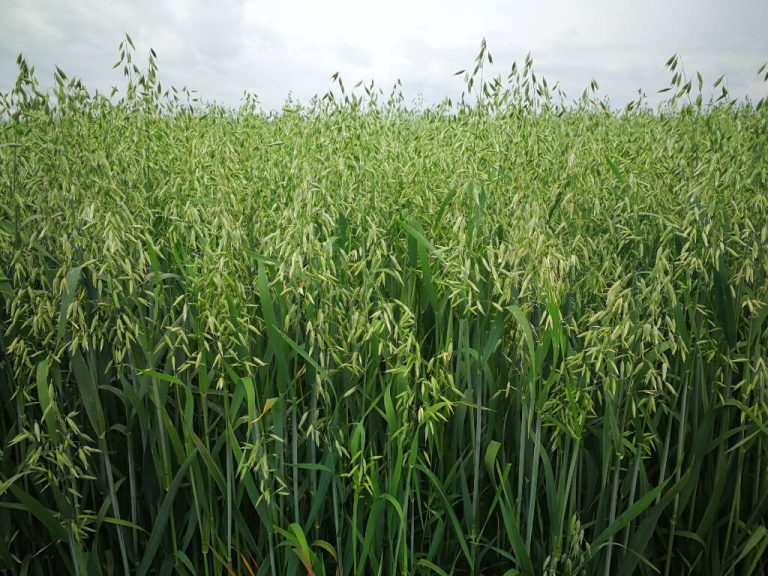 Oats cover crop field