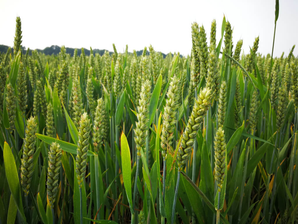 Green wheat in field