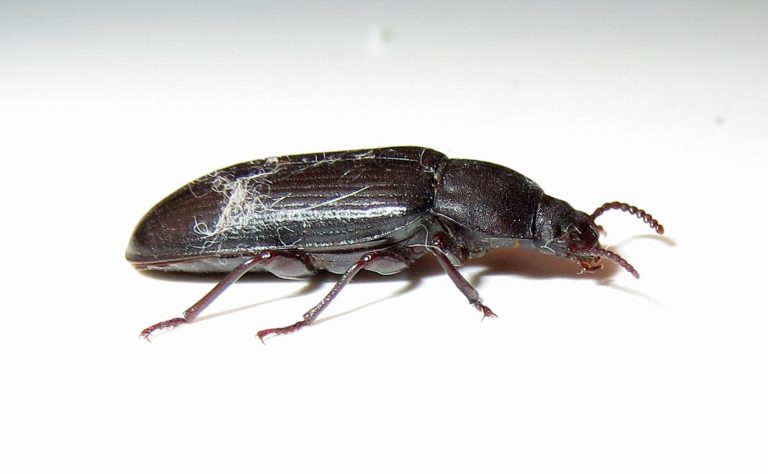 Mealworm beetle on white background