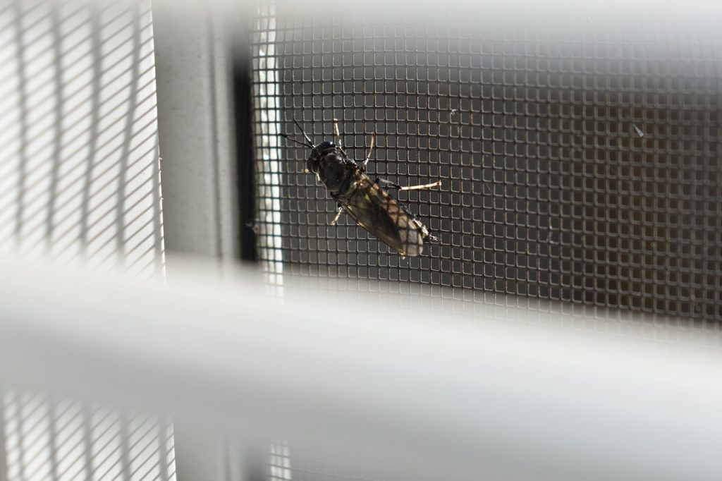 Black soldier fly on metal grille